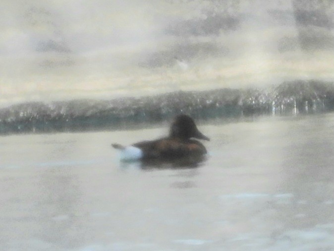 Ferruginous Duck - ML640027155