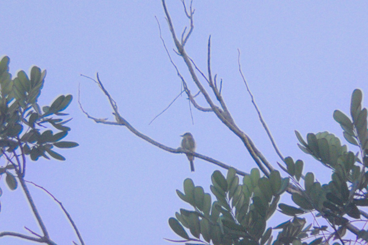 Eastern Wood-Pewee - ML640027158