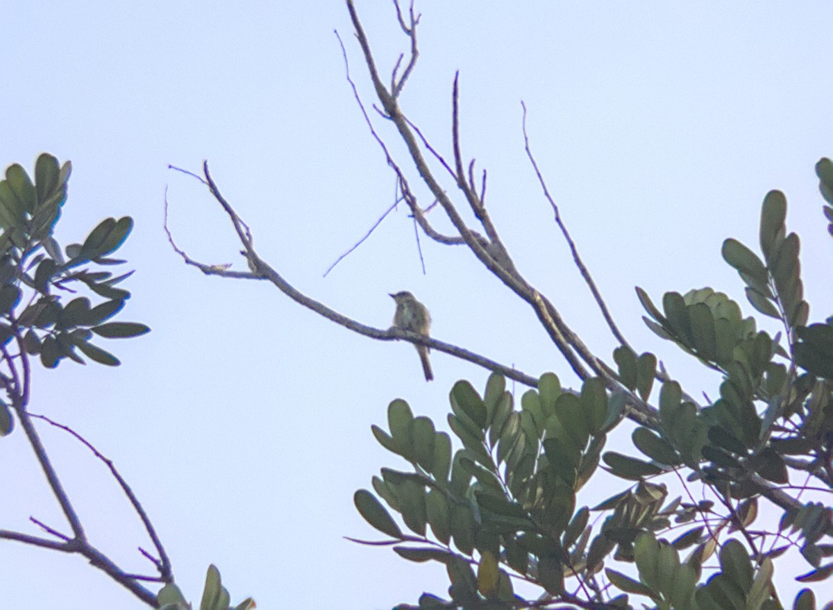 Eastern Wood-Pewee - ML640027159