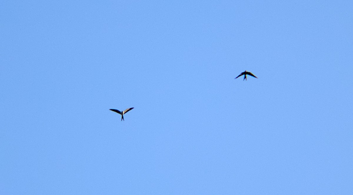 Swallow-tailed Kite - ML640027178