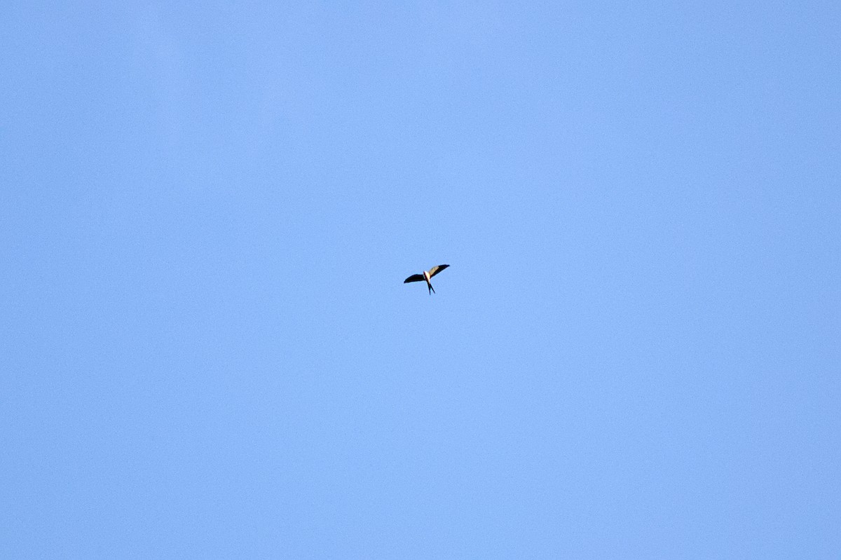 Swallow-tailed Kite - ML640027179