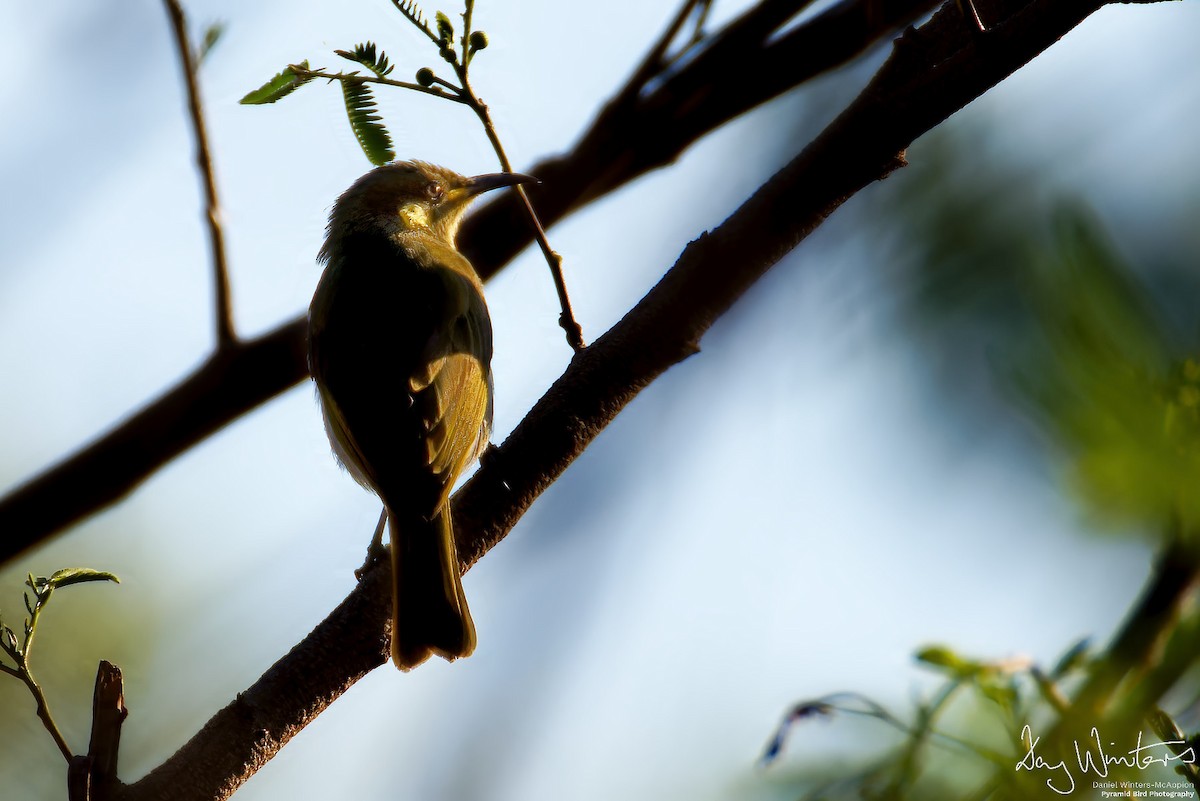 Graceful Honeyeater - ML640027183