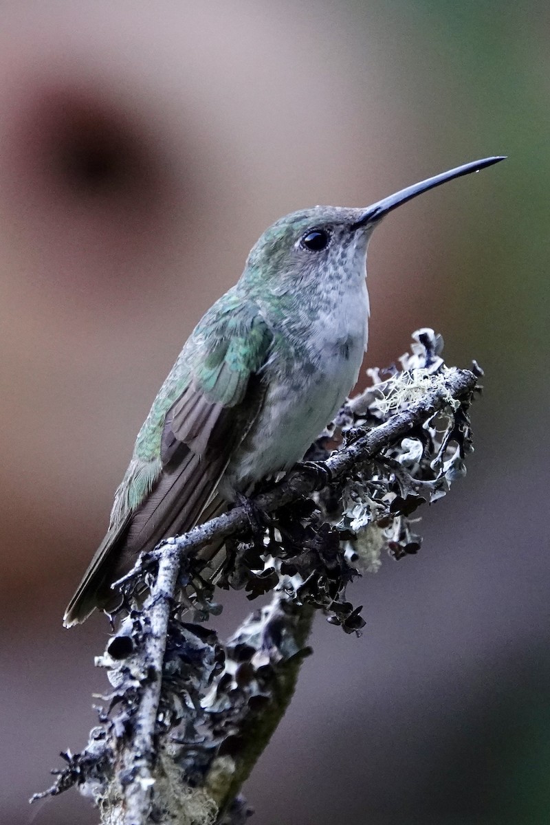 Green-and-white Hummingbird - ML640027184