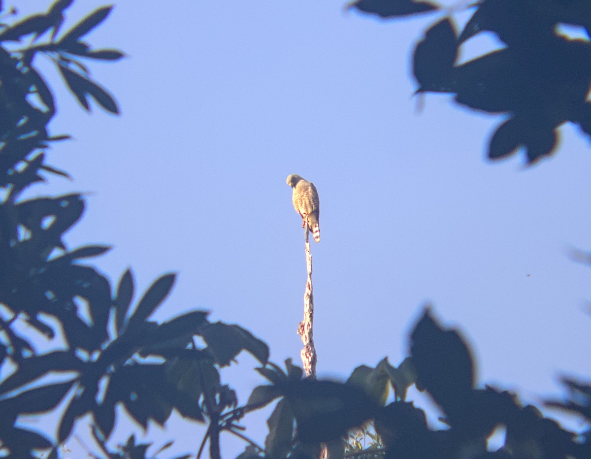 Roadside Hawk - ML640027186