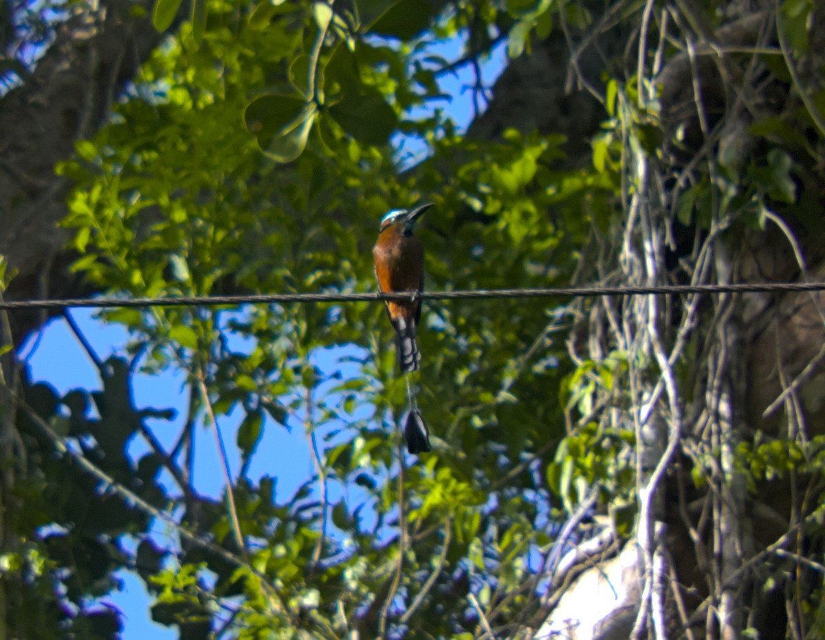 Turquoise-browed Motmot - ML640027188