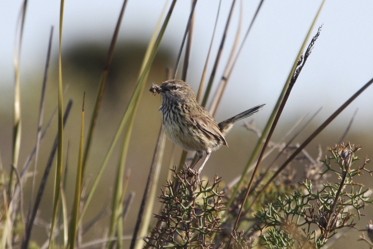 Western Fieldwren - ML640027190