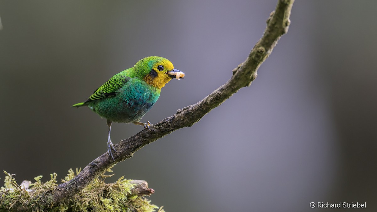 Multicolored Tanager - ML640027210