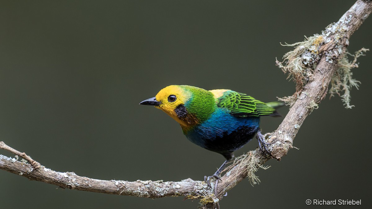 Multicolored Tanager - ML640027224