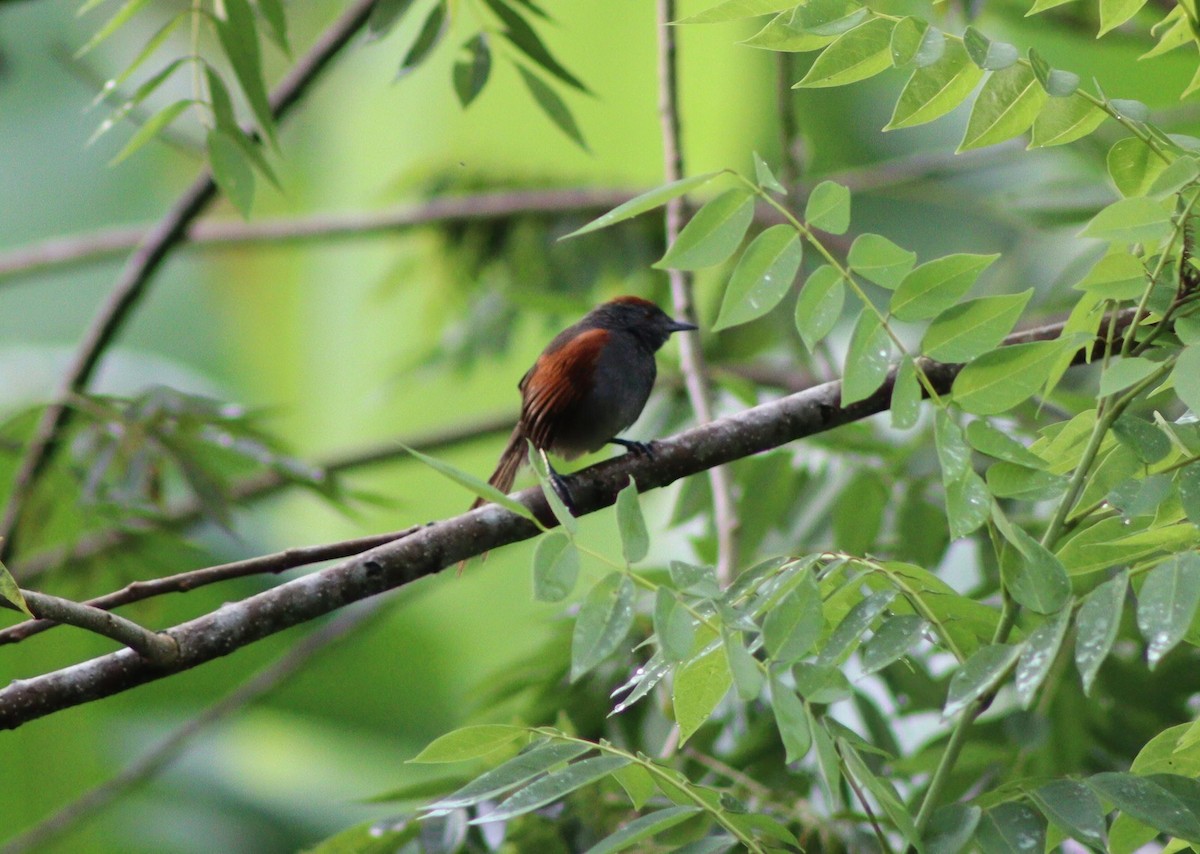 Slaty Spinetail - ML640027253