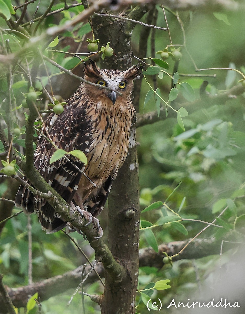 Buffy Fish-Owl - ML640027279