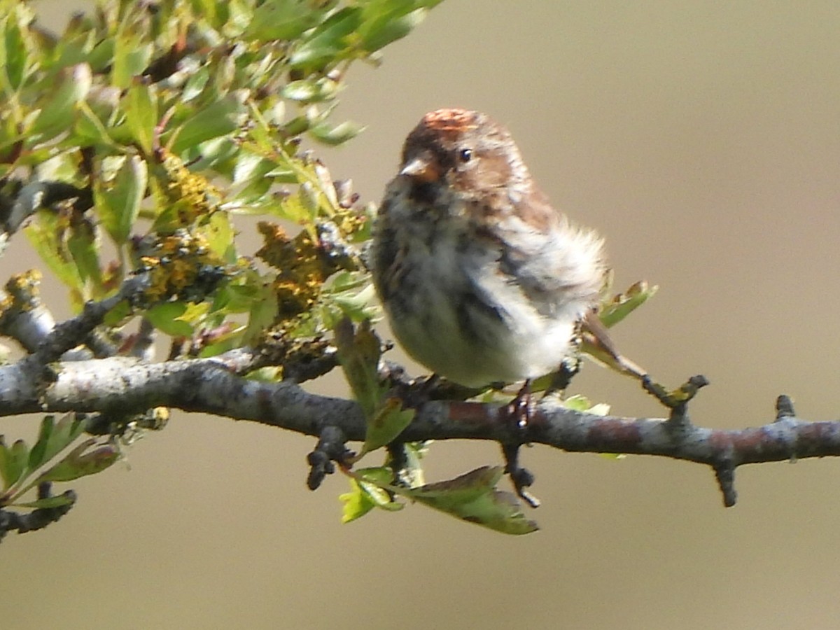 Redpoll (Lesser) - ML640027290