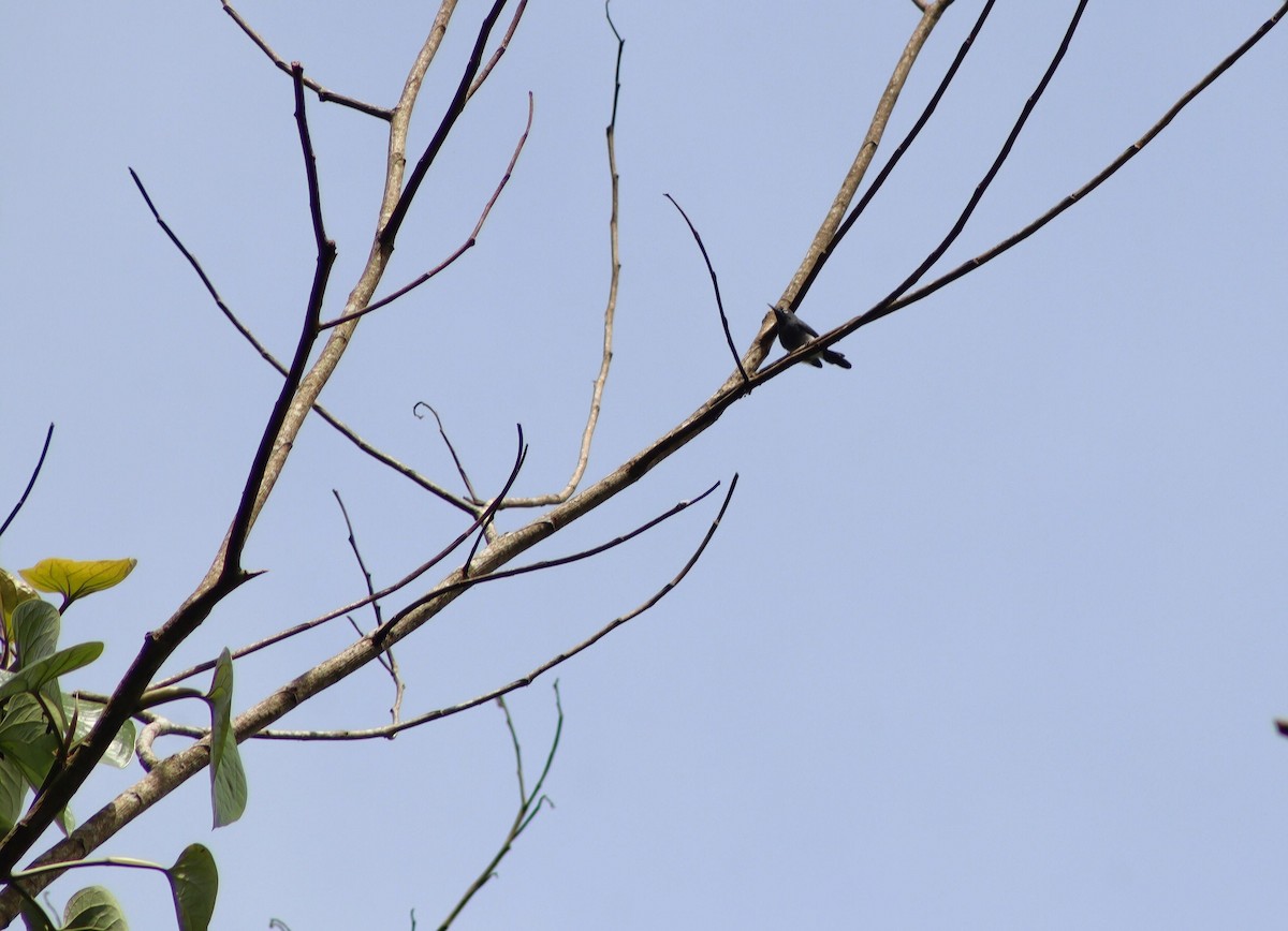 Slate-throated Gnatcatcher - ML640027300