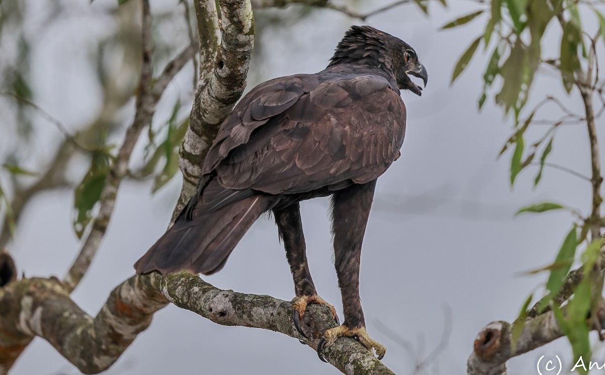 Changeable Hawk-Eagle - ML640027303