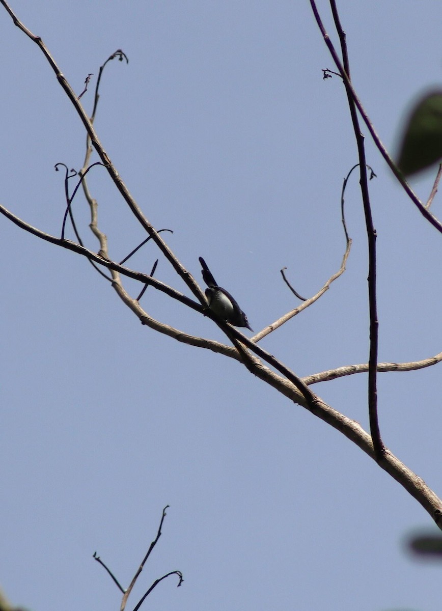 Slate-throated Gnatcatcher - ML640027308