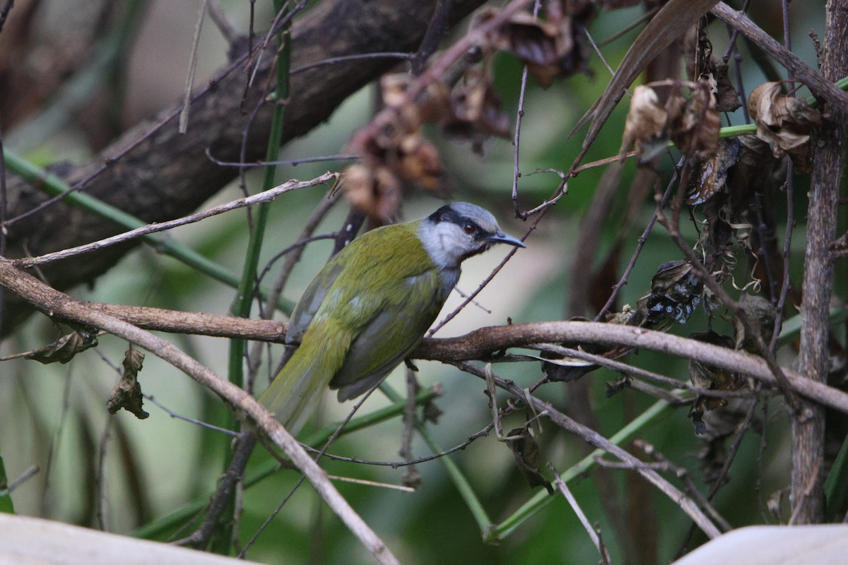 Gray-capped Warbler - ML640027315