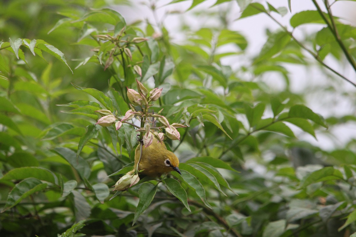 Green White-eye - ML640027333