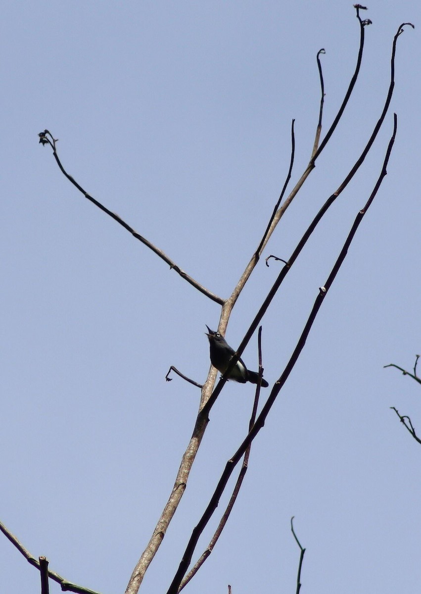 Slate-throated Gnatcatcher - ML640027336