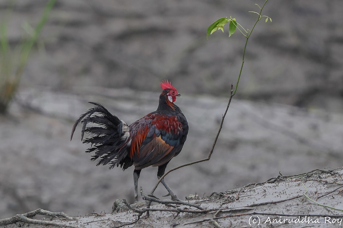 Red Junglefowl - ML640027337