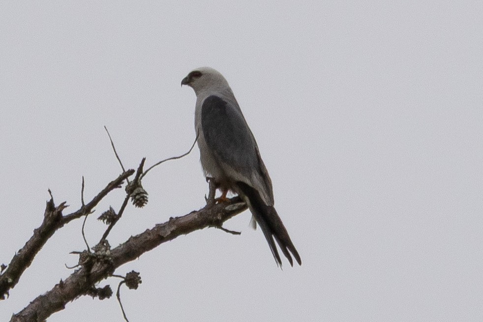 Mississippi Kite - ML640027339