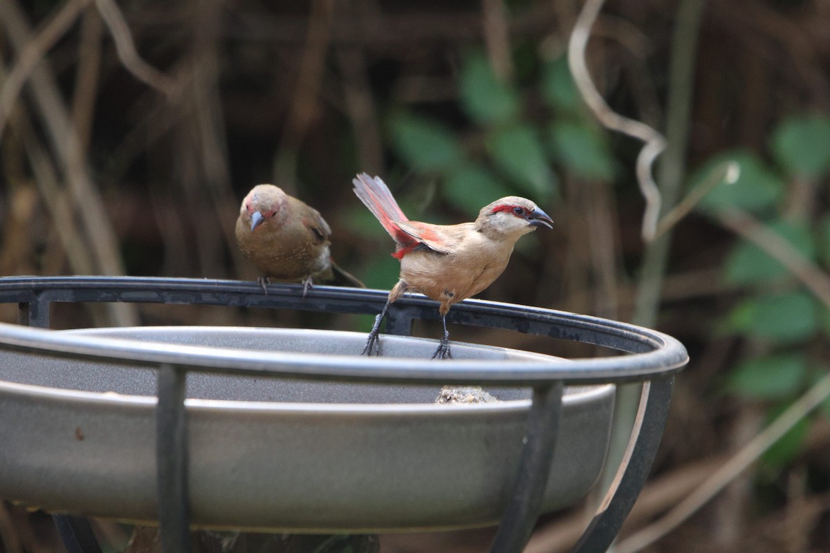 Crimson-rumped Waxbill - ML640027341