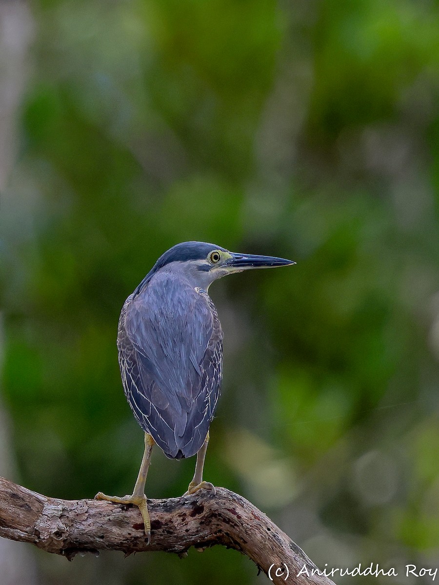 Little Heron - ML640027343