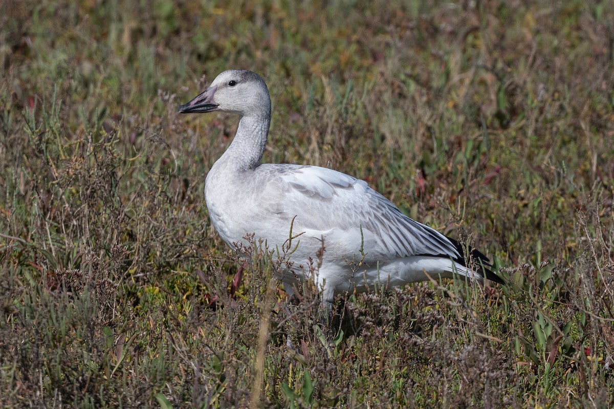Snow Goose - ML640027345