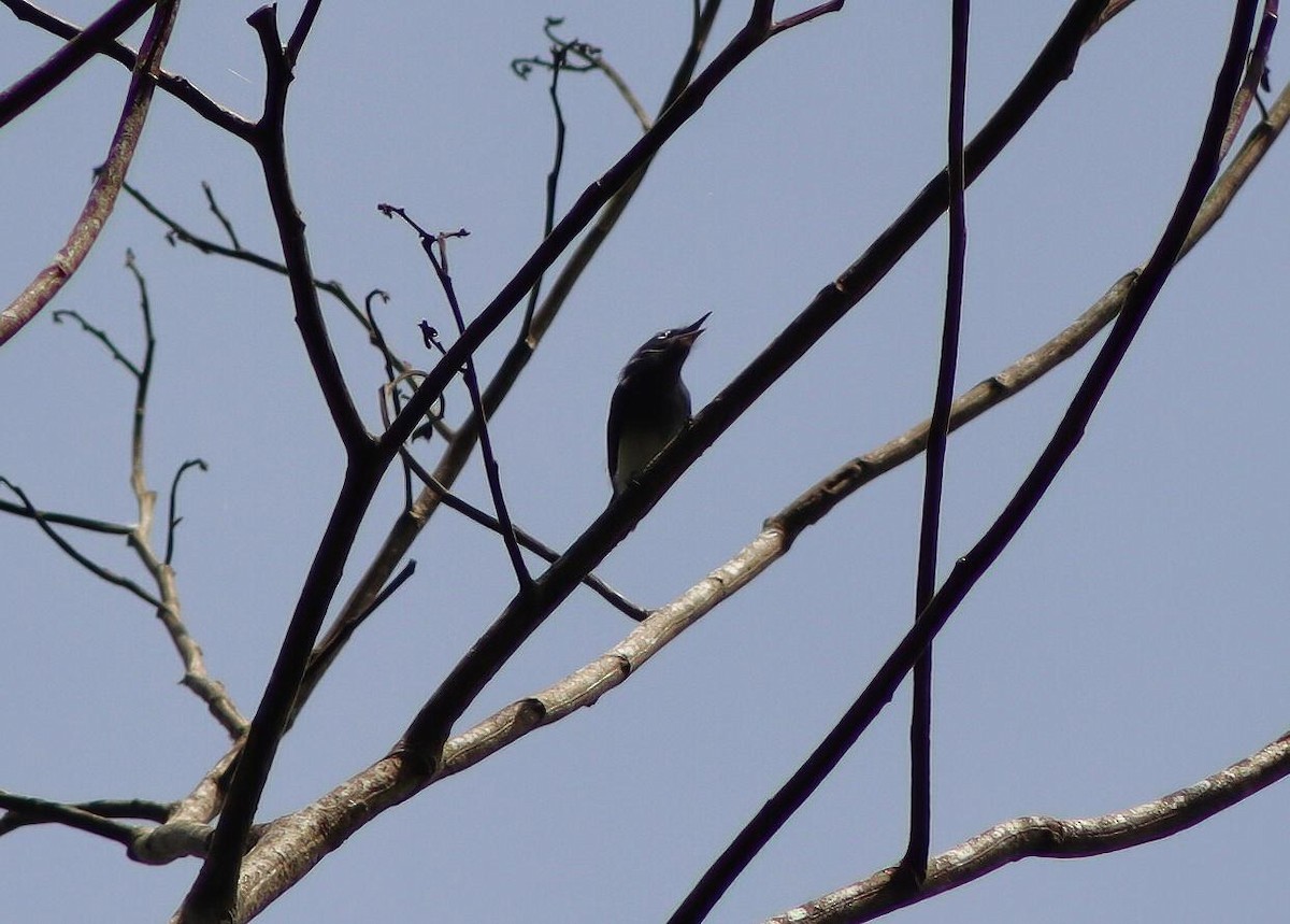 Slate-throated Gnatcatcher - ML640027347