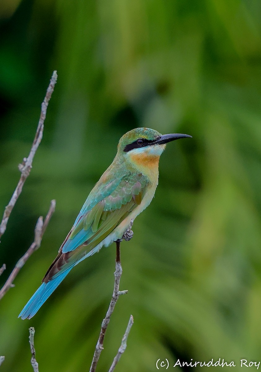 Blue-tailed Bee-eater - ML640027355