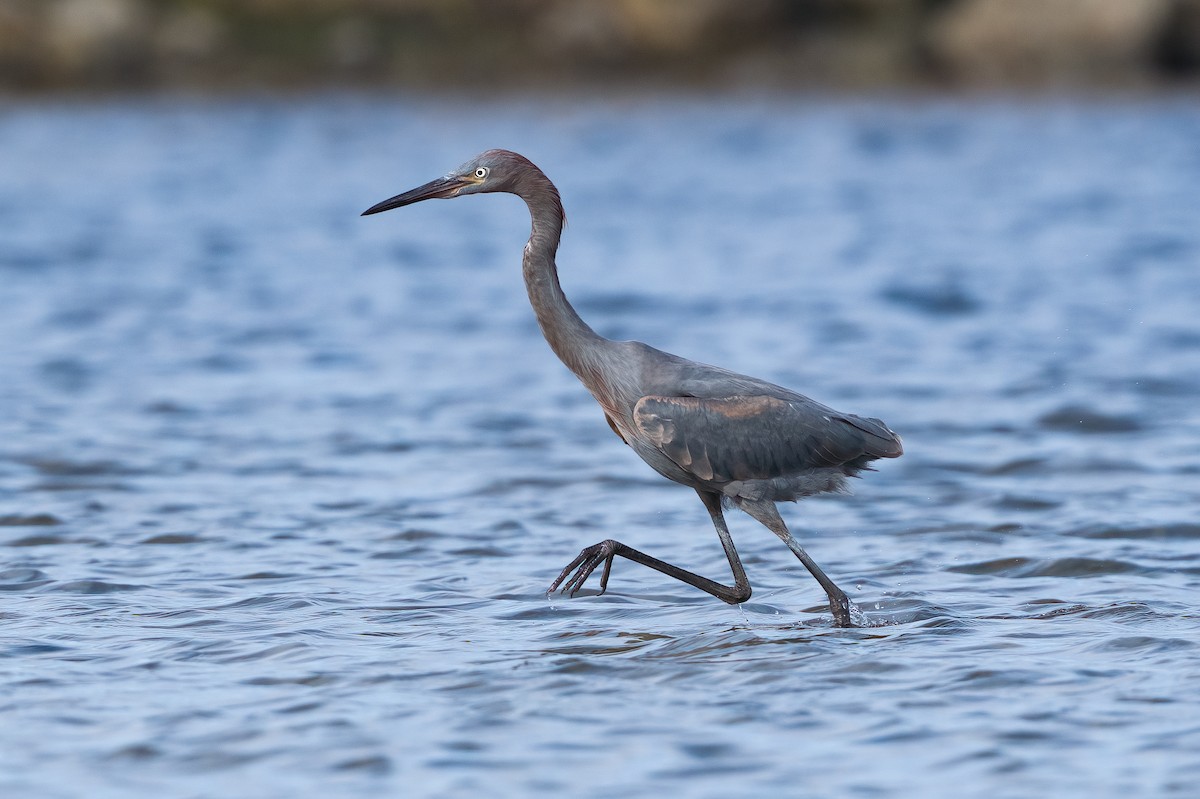 Reddish Egret - ML640027370