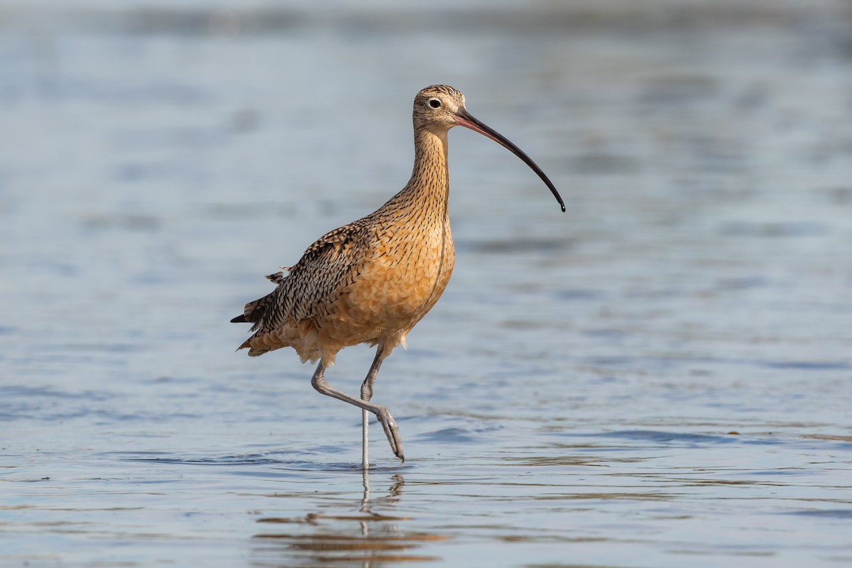 Long-billed Curlew - ML640027377