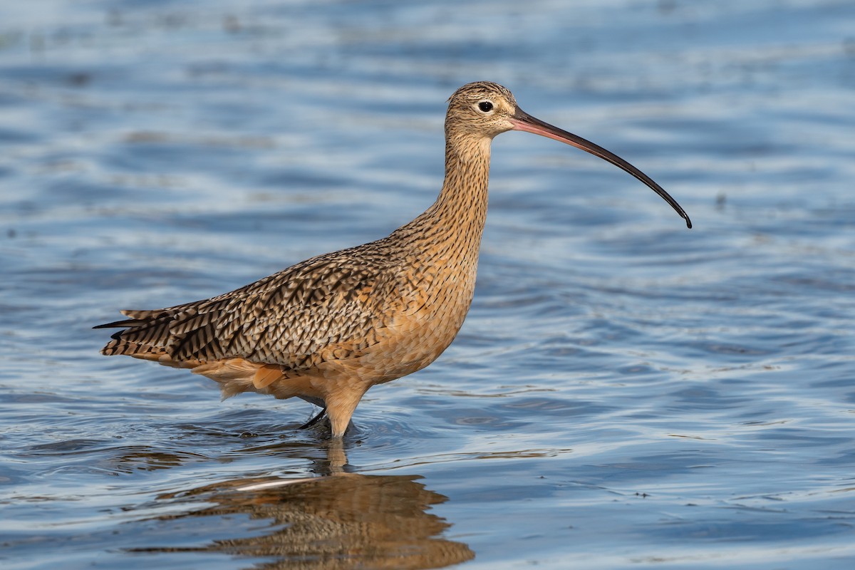 Long-billed Curlew - ML640027378
