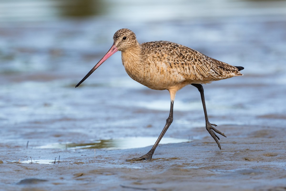 Marbled Godwit - ML640027379