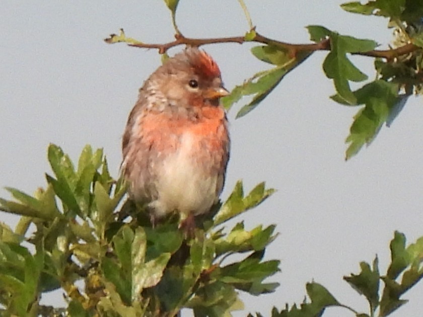 Redpoll (Lesser) - ML640027392