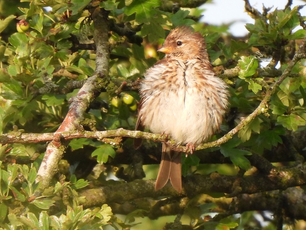 Redpoll (Lesser) - ML640027393