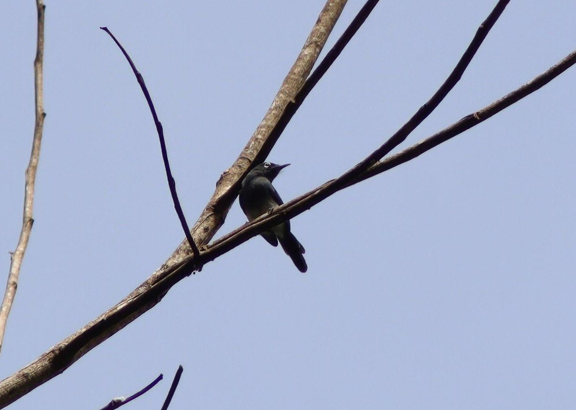 Slate-throated Gnatcatcher - ML640027397