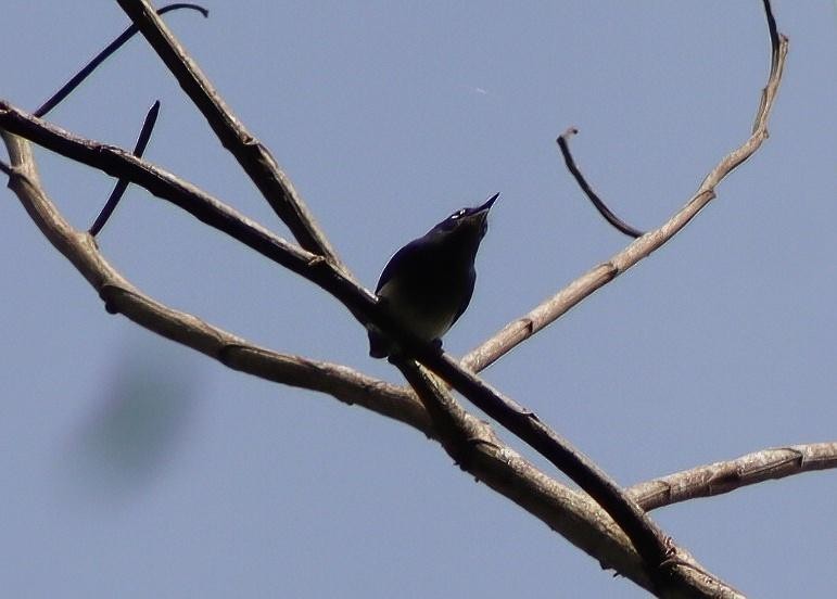 Slate-throated Gnatcatcher - ML640027398