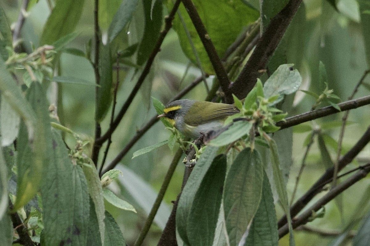 Black-faced Warbler - ML640027415