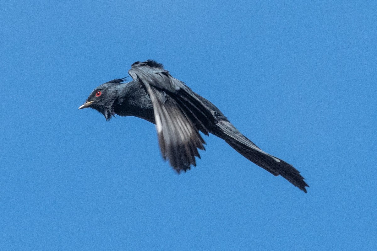 Phainopepla - ML640027418