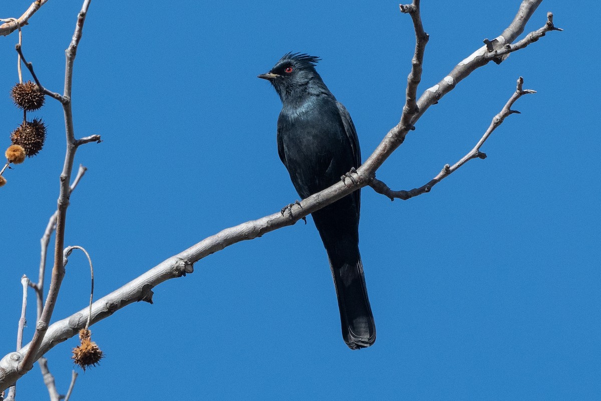 Phainopepla - ML640027420