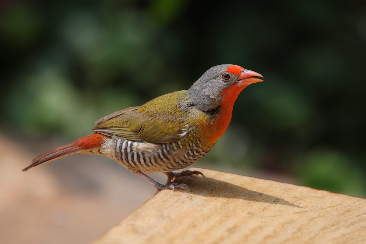 Green-winged Pytilia - ML640027421