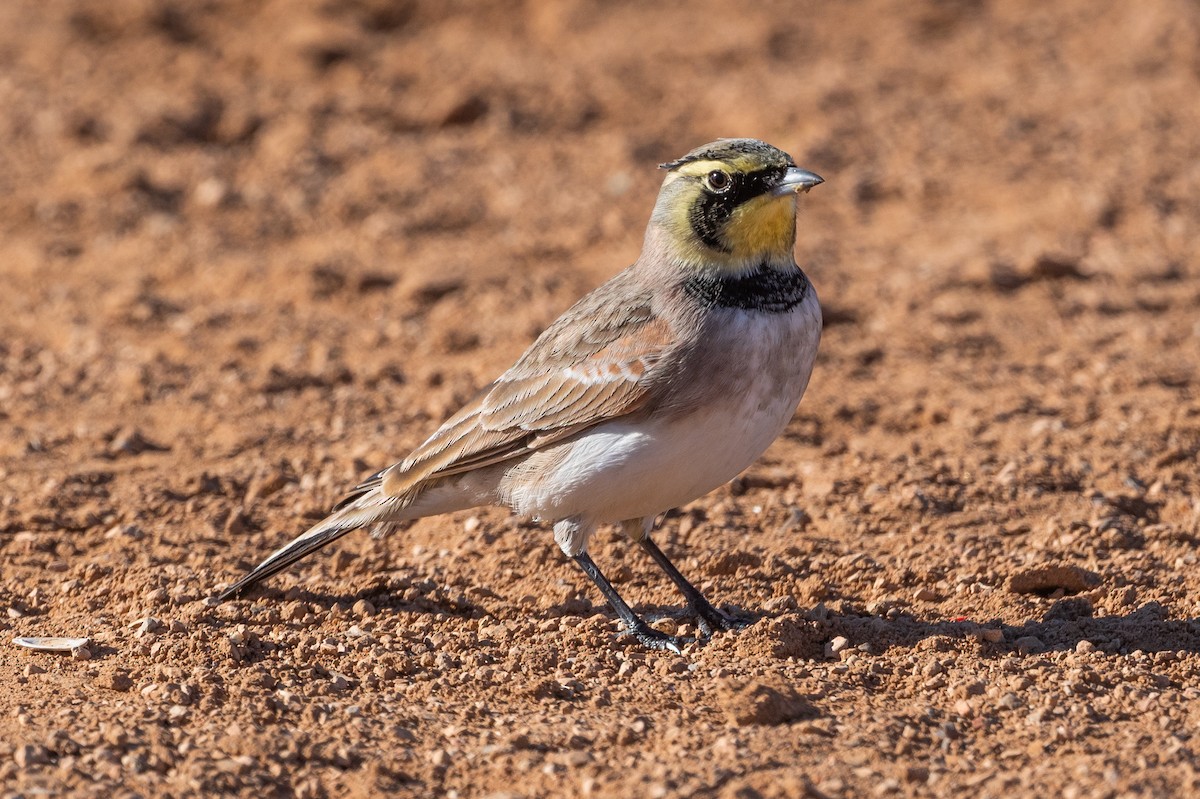 Horned Lark - ML640027458
