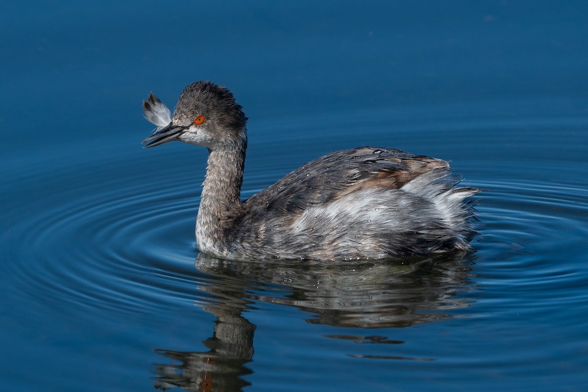 Eared Grebe - ML640027462