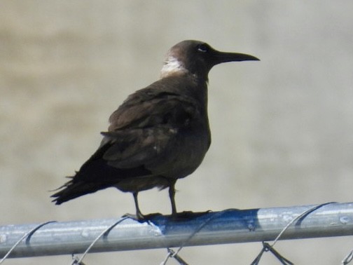 Brown Noddy - ML640027466
