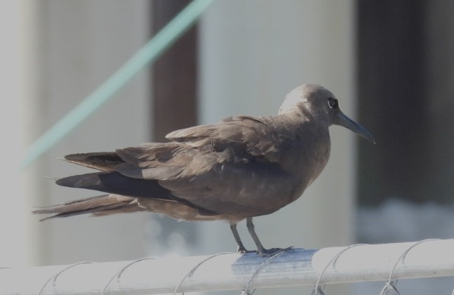Brown Noddy - ML640027467