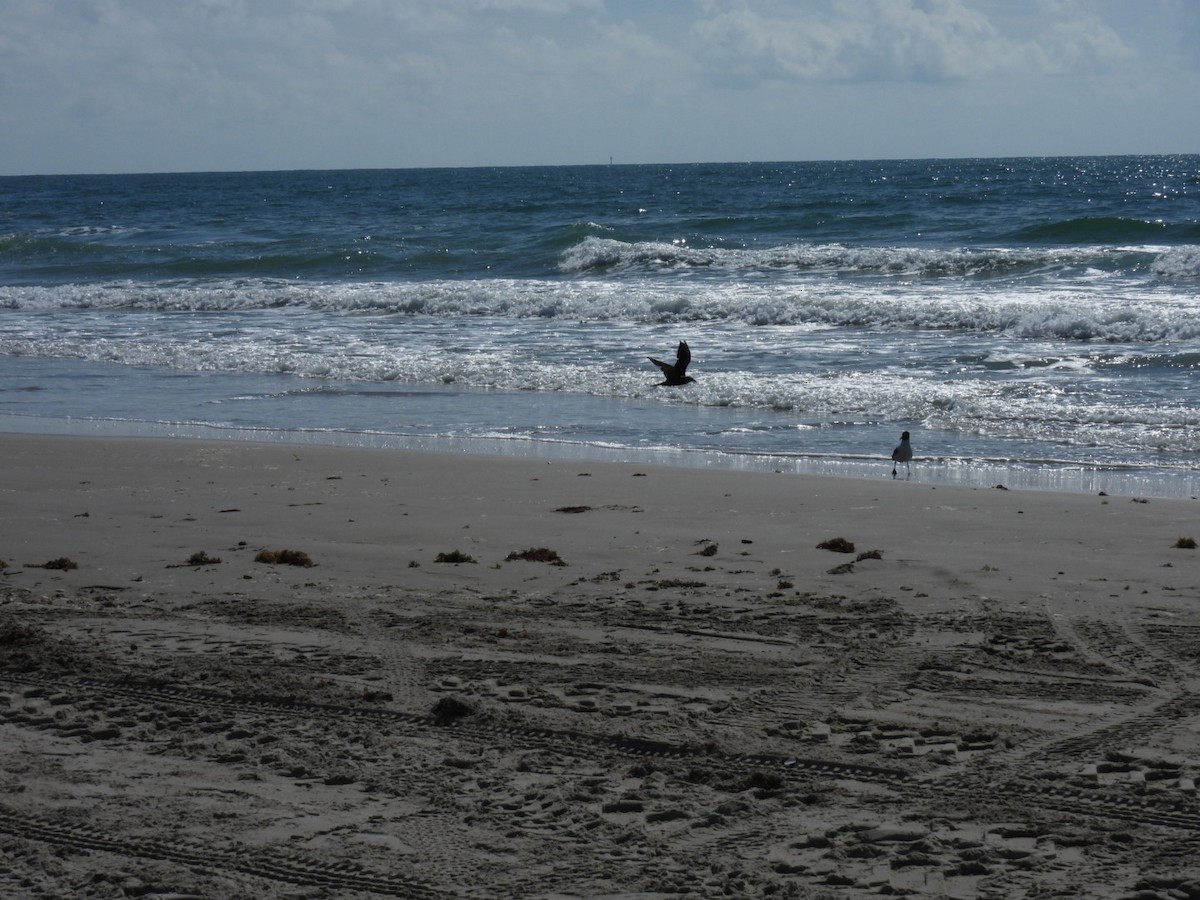 Brown Noddy - ML640027468