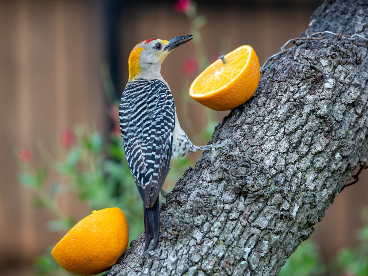 Golden-fronted Woodpecker - ML640027518