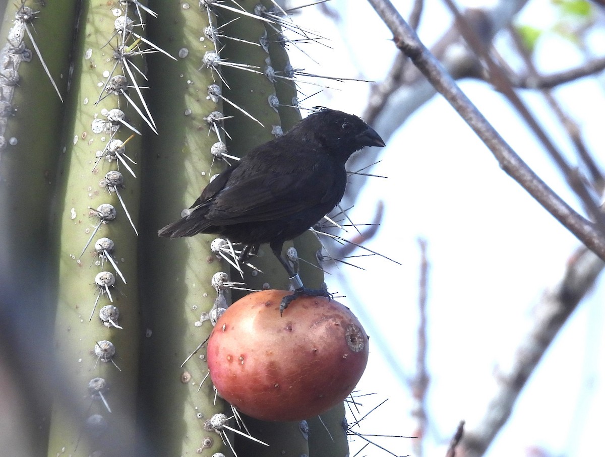 Pinzón de Darwin de Los Cactus - ML640027644