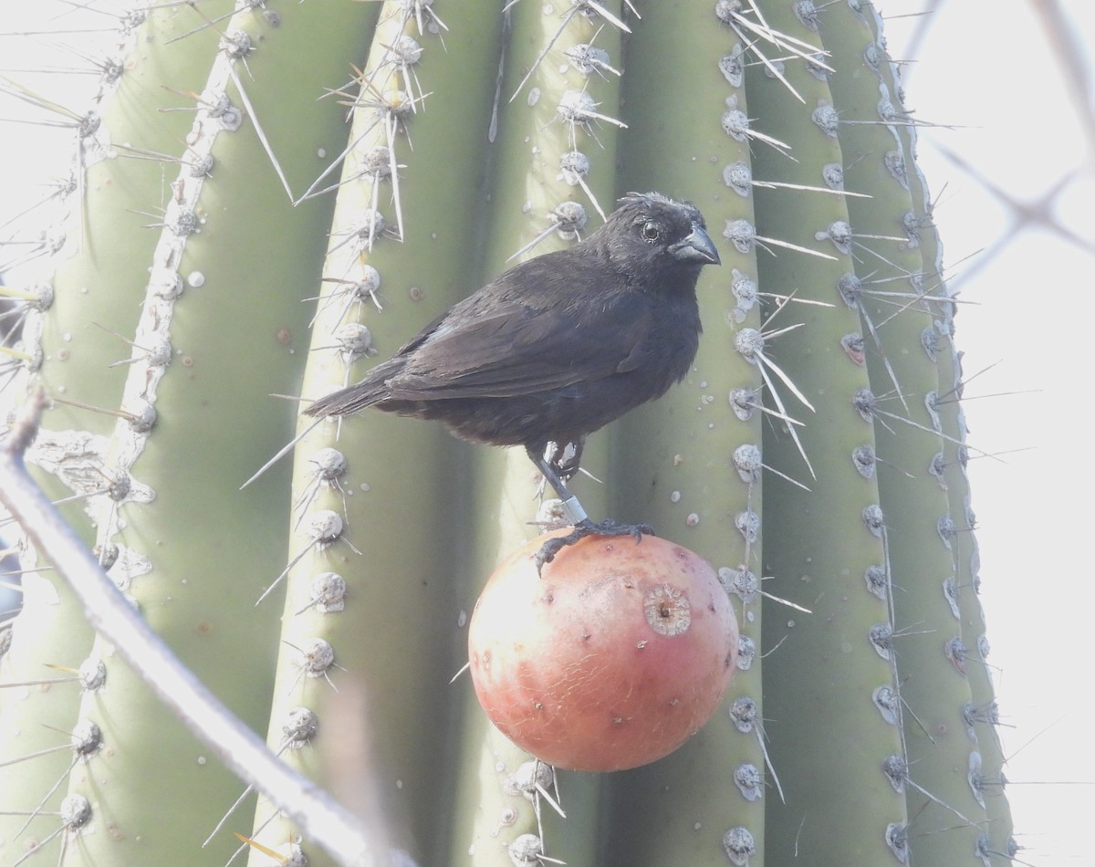 Pinzón de Darwin de Los Cactus - ML640027646