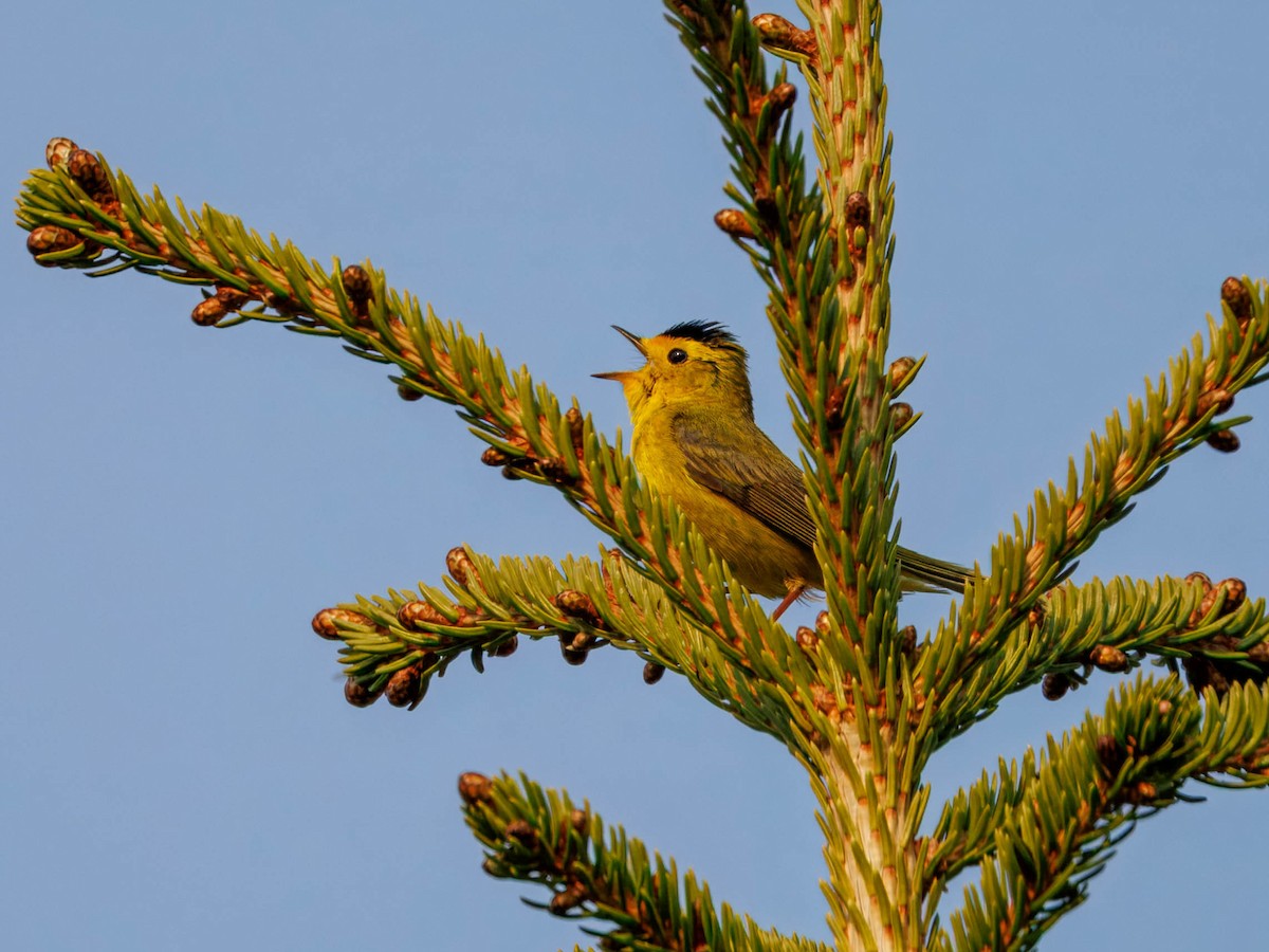 Wilson's Warbler - ML640027686