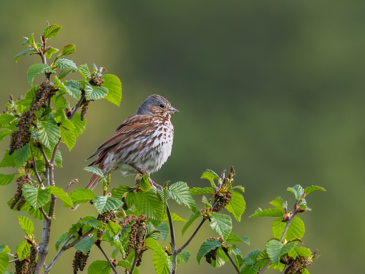 Fox Sparrow (Red) - ML640027691